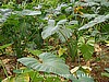 Cocoyam plant (photo: Njei M.T)